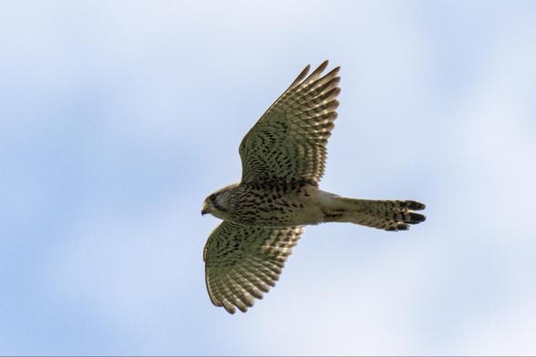 Common kestrel in flight