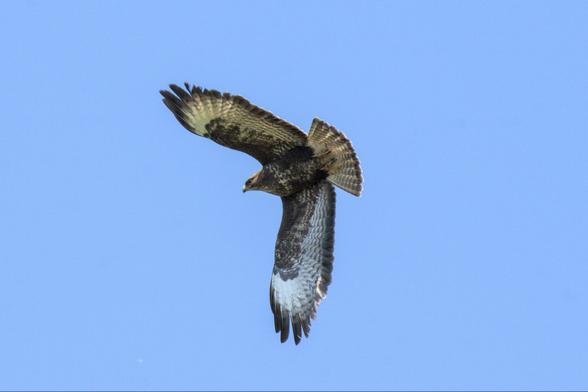Common Buzzard in flight