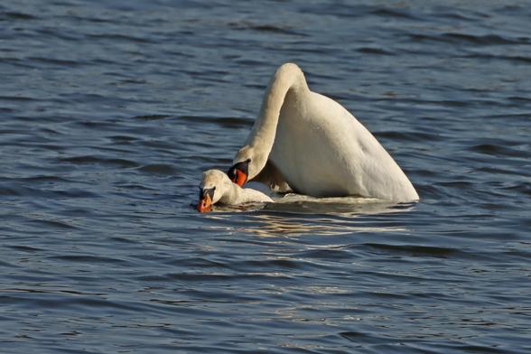 a male and female white swan out on the water making cygnets