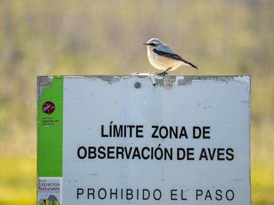 𝗣𝗶𝗰𝘁𝘂𝗿𝗲 𝗗𝗲𝘀𝗰𝗿𝗶𝗽𝘁𝗶𝗼𝗻 (𝗘𝗻𝗴): Landscape picture showing a warning sign from the Network of Protected Natural Areas of Castile and León and the Lagunas de Villafáfila Lagoons Natural Park, prohibiting entry to prevent birdwatchers from disturbing the wildlife of this refuge. Above the sign is a male Northern Wheatear.

𝗗𝗲𝘀𝗰𝗿𝗶𝗽𝗰𝗶𝗼́𝗻 (𝗘𝘀𝗽): Fotografía apaisada en la que se ve un cartel de aviso de la Red de Espacios Naturales Protegidos de Castilla y León y de la Reserva Natural de Lagunas de Villafáfila que prohibe el paso con el objeto de evitar que los observadores de aves molestemos a la fauna de la reserva. Sobre el cartel hay un macho de collalba gris.
