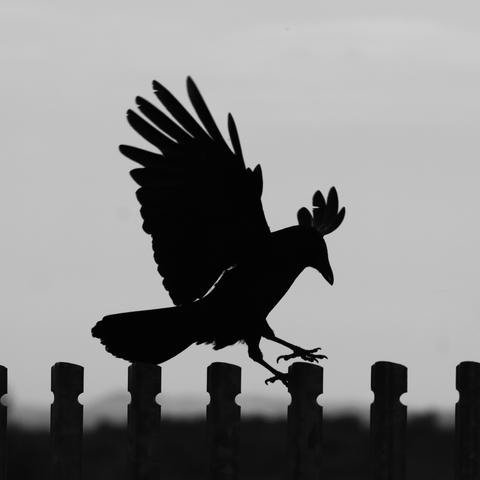 Silhouette of a crow landing on a metal fence, its wings spread upward and it feet outstretched.