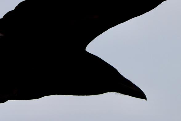 Black and white silhouette close up of a crow as it flies by