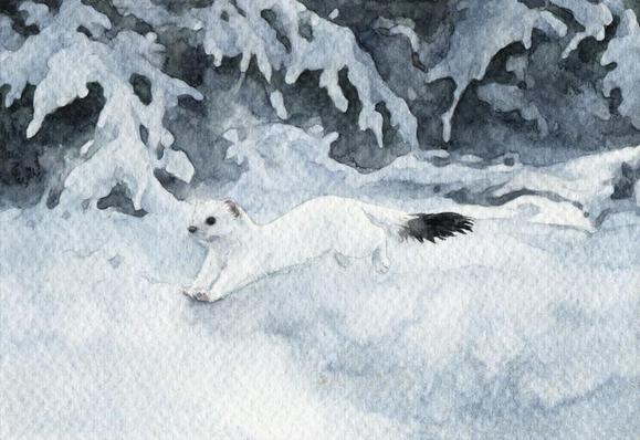 watercolor painting, a cute ermine running happily on snow, with snowy pine branches in the background.