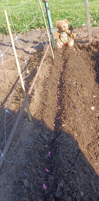 A ten inch tall (25cm), light brown teddy bear in green overalls sits looking directly at the camera. His name is BeetBear. He is holding a beet in his right paw. He has a shovel in his left paw.  There is a bunch of beets embroidered on the bib of his overalls.  He is at the far end of a 12 foot/ 3.5m row of freshly planted bean seeds.  The seeds are not yet covered and can be seen as pink dots all along the shallow trench in the ground under the trellis.