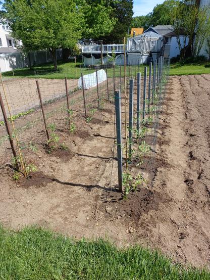 Two 40 foot/12m rows of tomato plants in a garden bed.  There are 26 plants each plant has a stake and a wire cage for support.  In the background is the neighbor's derelict swimming pool, now home to millions of mosquitoes.