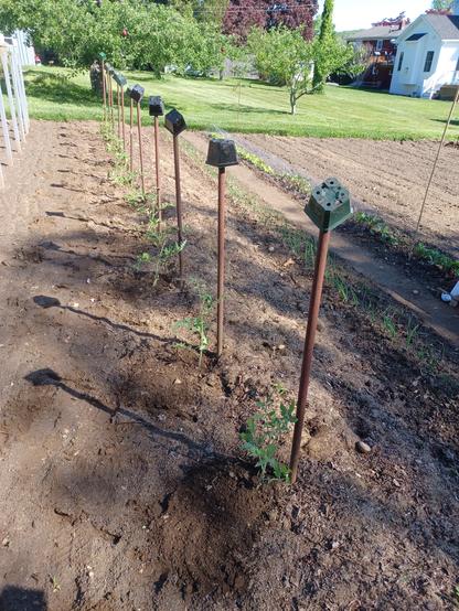 A 40 foot/12m garden row containing 13 tomato plants.  Each plant has a tall pipe next to it for support. On top of each pipe is an empty plastic pot that the plants just came out of.  Background shows several apple trees in a grassy area.  Some houses in the distance on the right.  Bright sunshine.