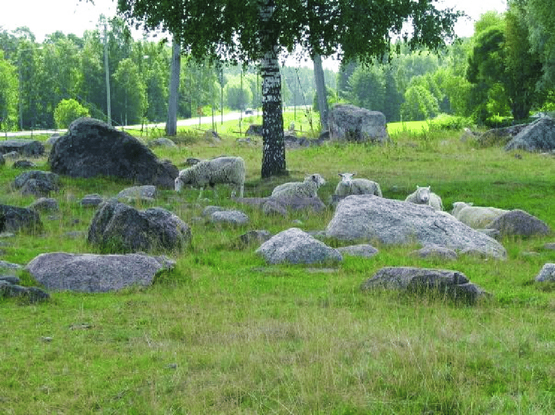 The flat cemetery area with some boulders