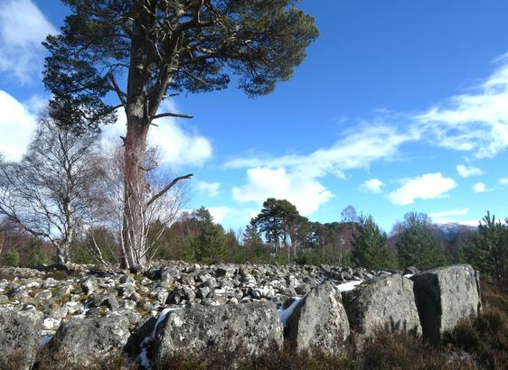 Six large stones in the foreground forming part of the outer edge of the cairn with smaller cairn rocks inside. A mature Scots pine is growing out of the centre of the cairn.