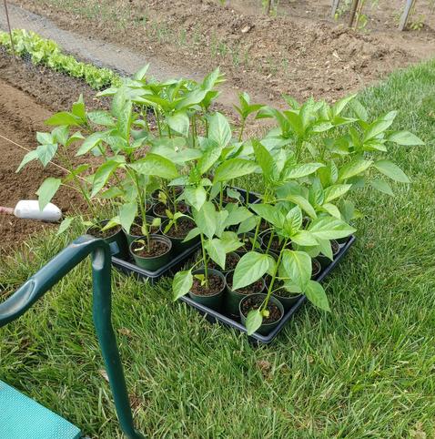 About 2 dozen green bell pepper plants in black plastic trays sitting on a patch of grass next to a garden area.  The green metal frame of a kneeler can be seen in the foreground.  A metal trowel is on the ground in the background.