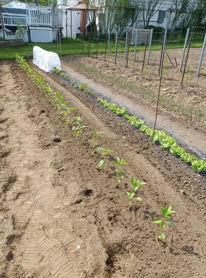 A 40 foot/12m row of green bell pepper plants in a garden.  Row stretches away from camera and contains about 3 dozen plants.  Behind the peppers is a row containing lettuce, beets and cabbage under fleece.  Background shows part of two rows of tomato plants.  Diffuse sunshine.