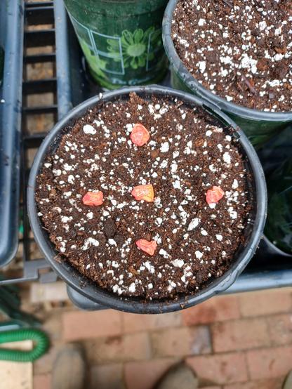 View looking directly down on a 4 inch/100mm plastic pot filled with potting mix and having 5 corn seeds spaced out evenly waiting to be covered for germination.