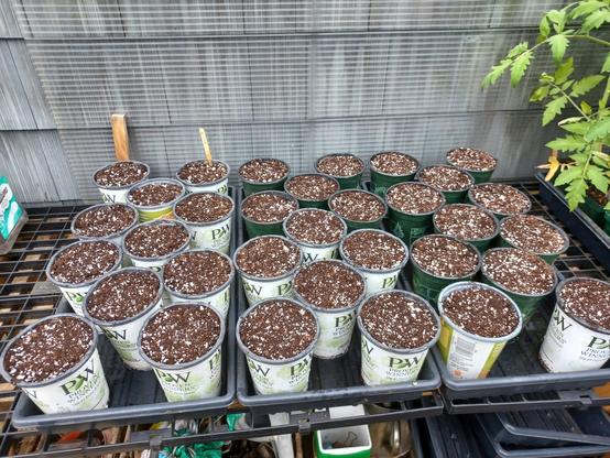 Three plant trays containing a total of 33 pots (4 inch/100mm) The pots are filled with potting mix and contain 5 corn seeds each, covered with about 1/2 inch (12mm) of soil.  All are sitting on a greenhouse bench waiting to germinate.