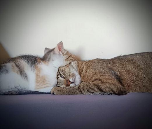 A small calico kitten snuggles closely against the face of a relaxed tabby adult cat, both lying side by side on a soft surface, radiating warmth and the gentle bond of mother and daughter.