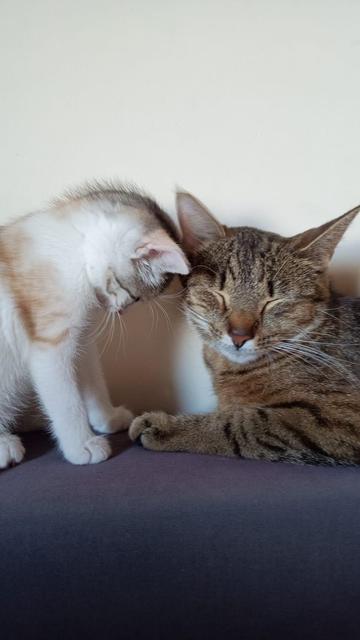 A small calico kitten head pressing against the face of a relaxed tabby adult cat, both lying on a soft surface, radiating warmth and the gentle bond of mother and daughter.