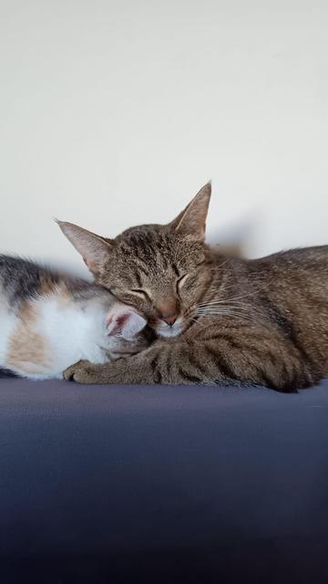 A small caliby kitten snuggles closely against the face of a relaxed tabby adult cat, both lying side by side on a soft surface, radiating warmth and the gentle bond of mother and daughter.