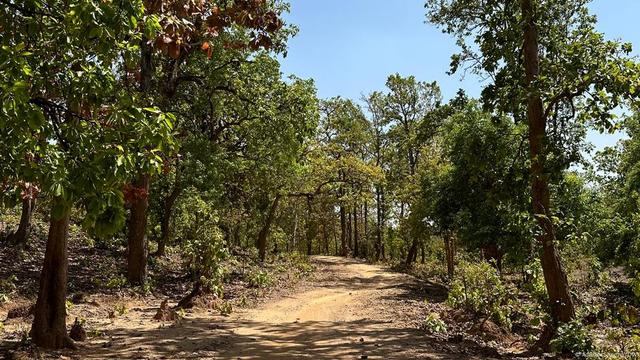 Indien | Abholzung Hasdeo Aranya in Chhattisgarh