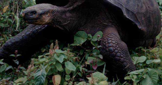 Bild zeigt Sielmann mit einer Galapagos-Schildkröte