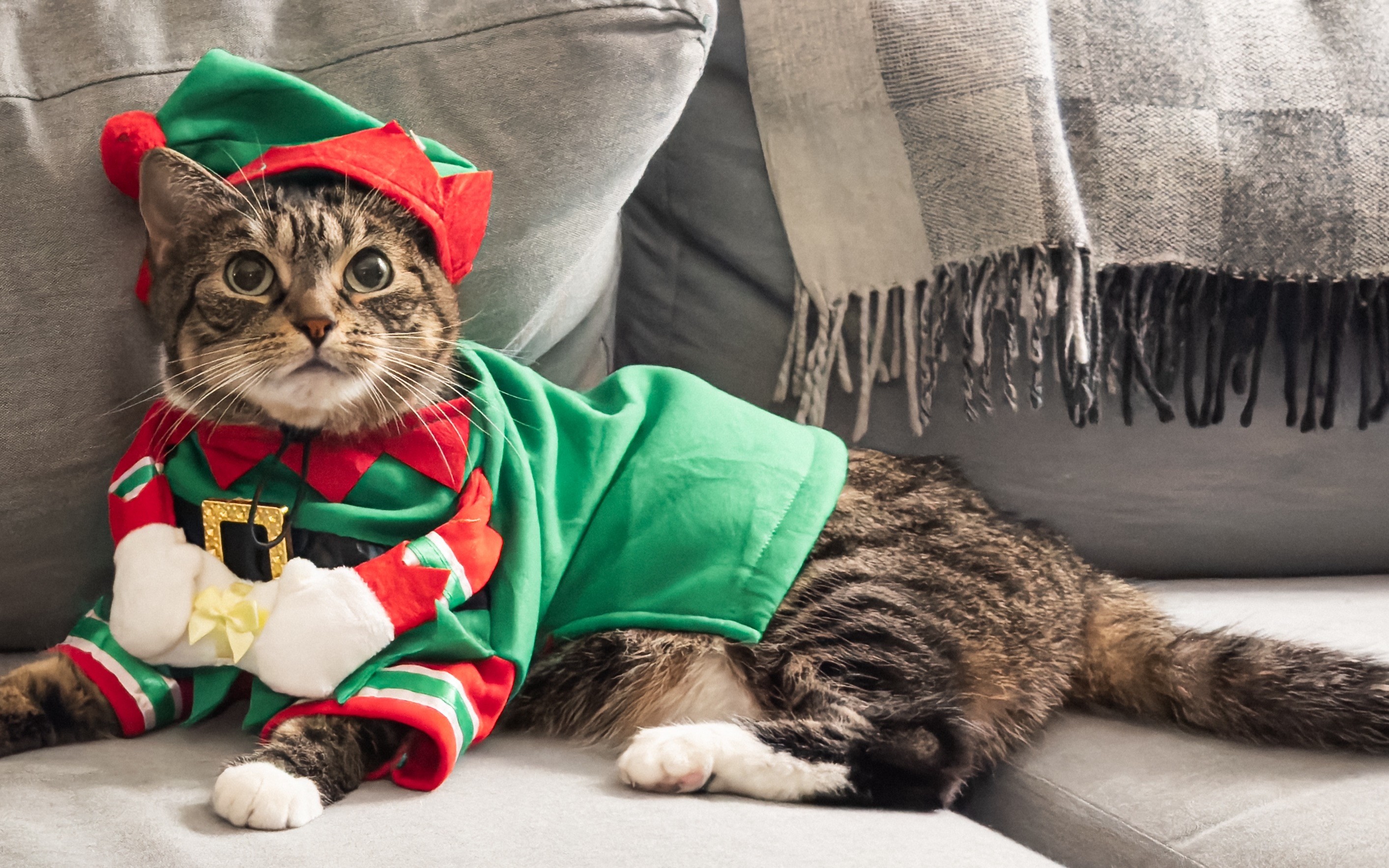 Elf costume cat best sale