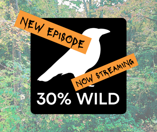 Podcast logo showing a white raven silhouette on a black square, with orange banners on top of it proclaiming that a new episode is now streaming