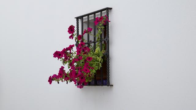 A lone window on a white wall, with black iron bars and red flowers.