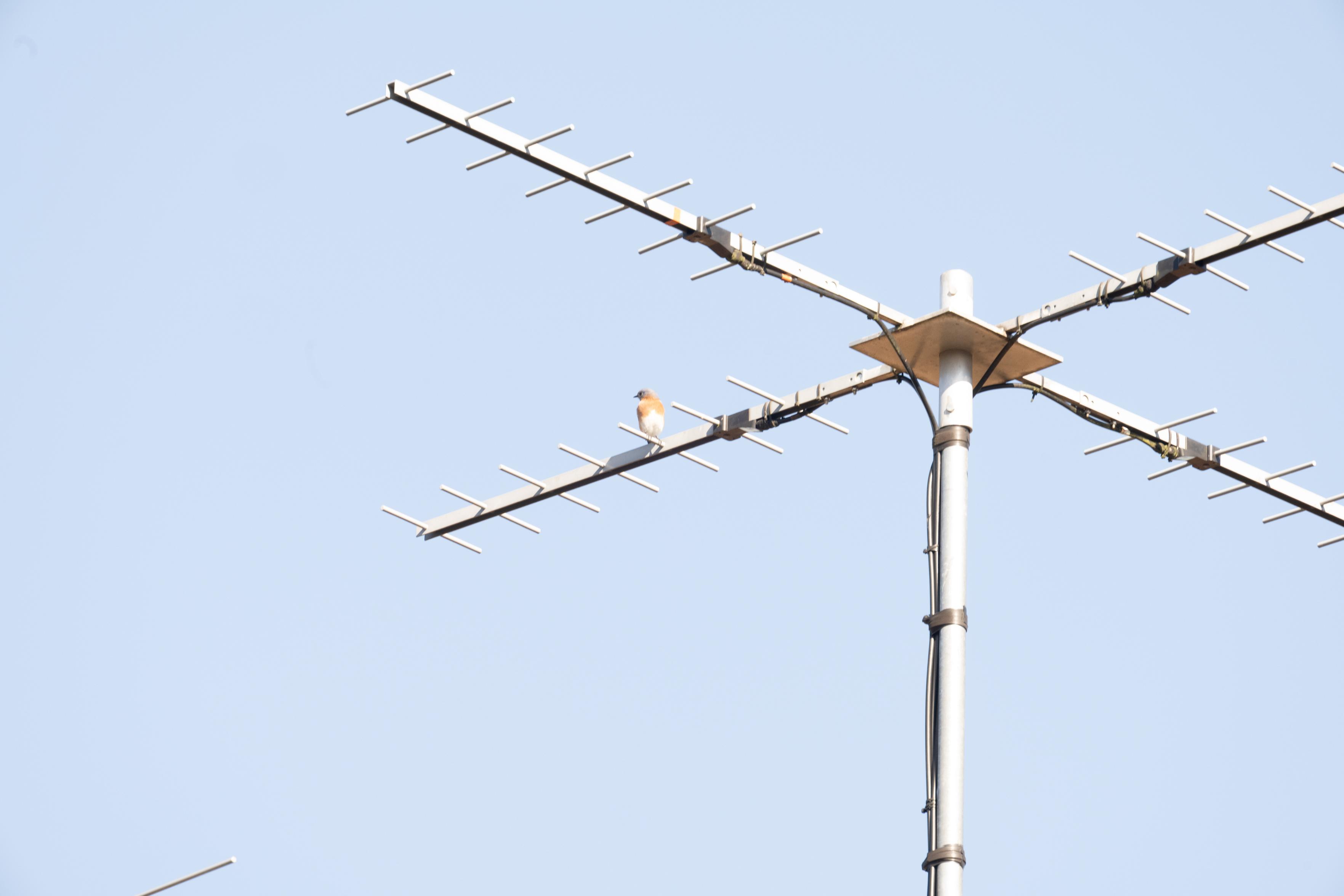 Two of four legs of an antenna, with a bird on one of them. There's another antenna element in the lower left of the frame.