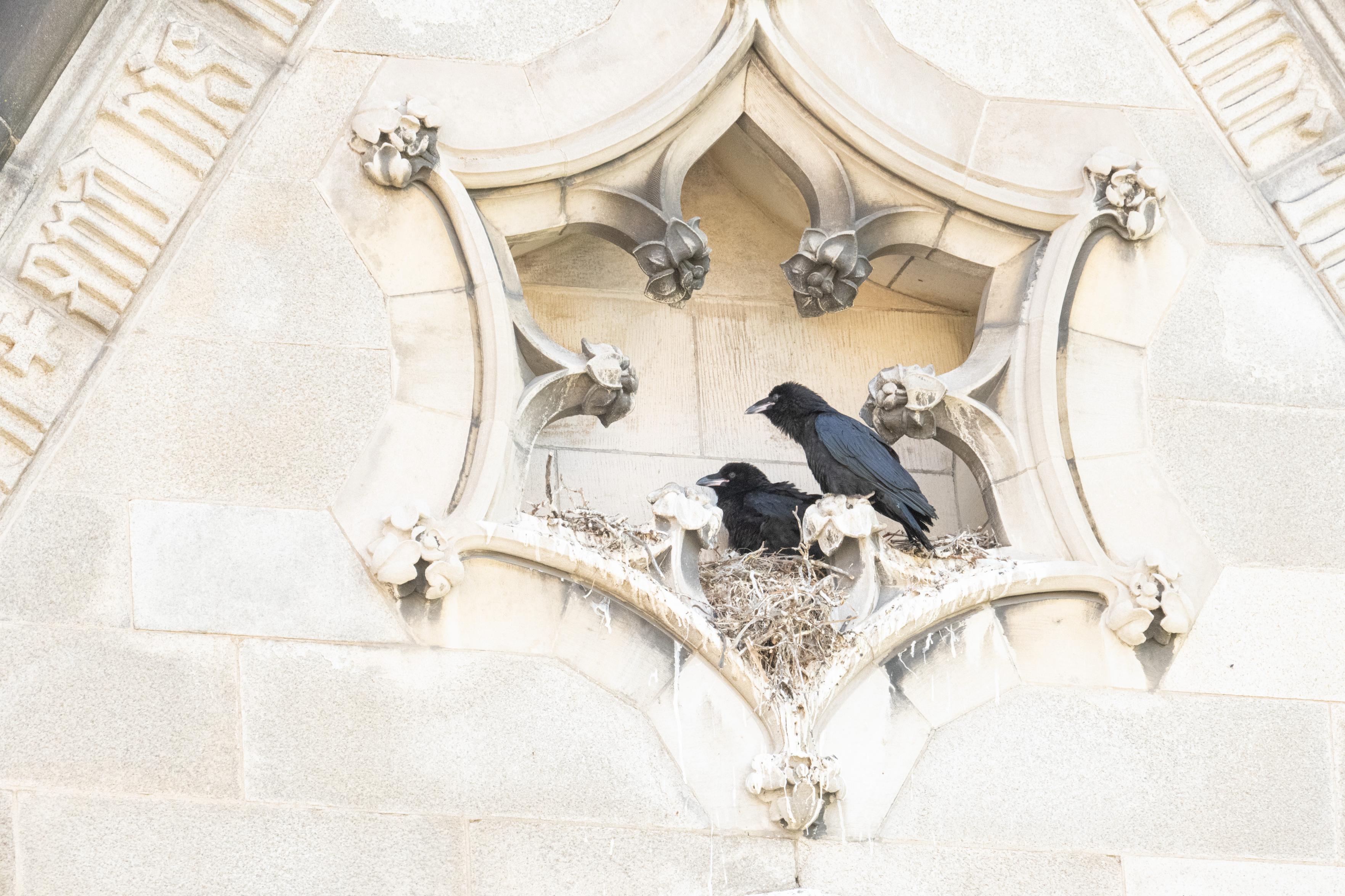 Two ravens in a hexagonal opening, looking to the left.