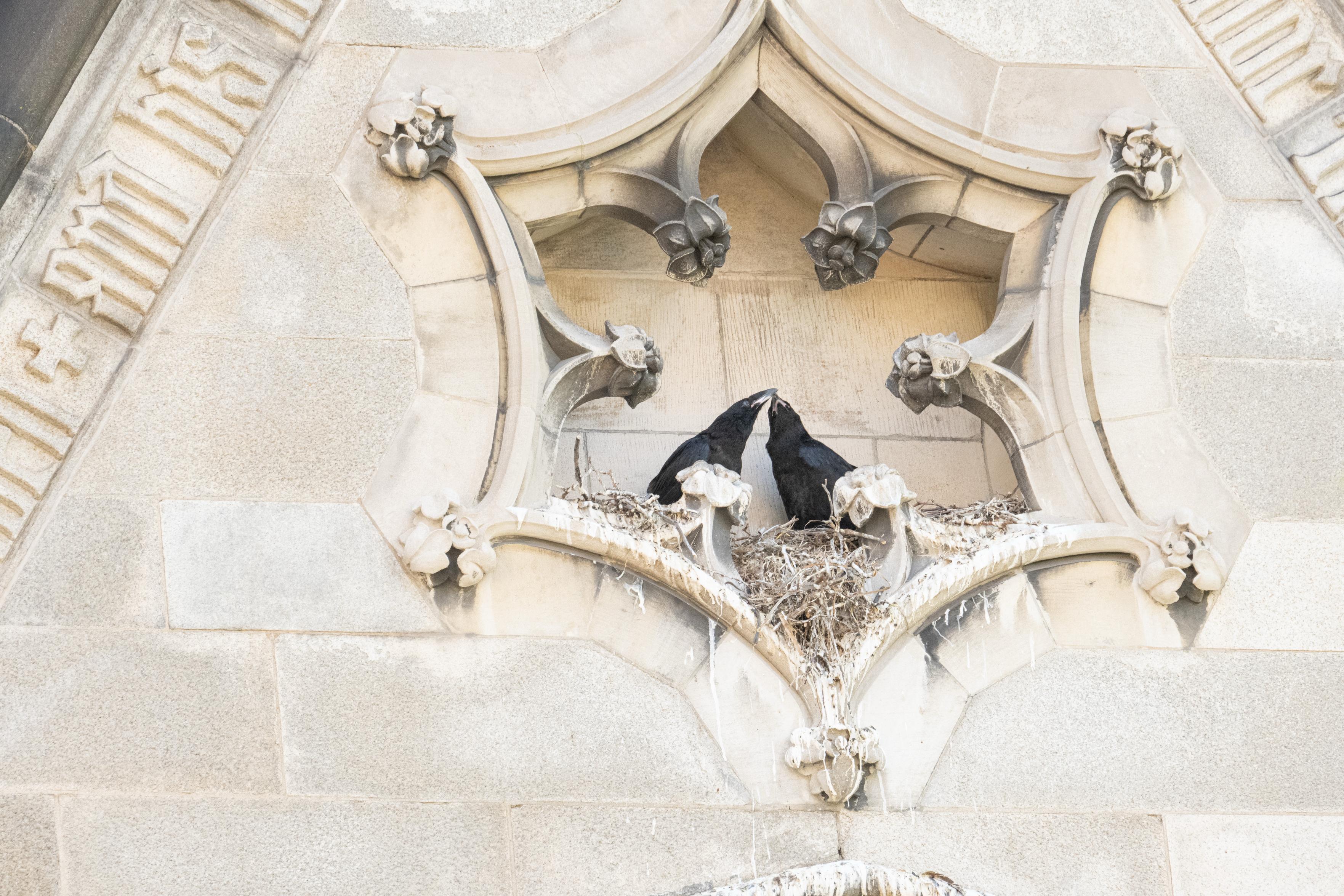 The two ravens, beak-to-beak in the next.