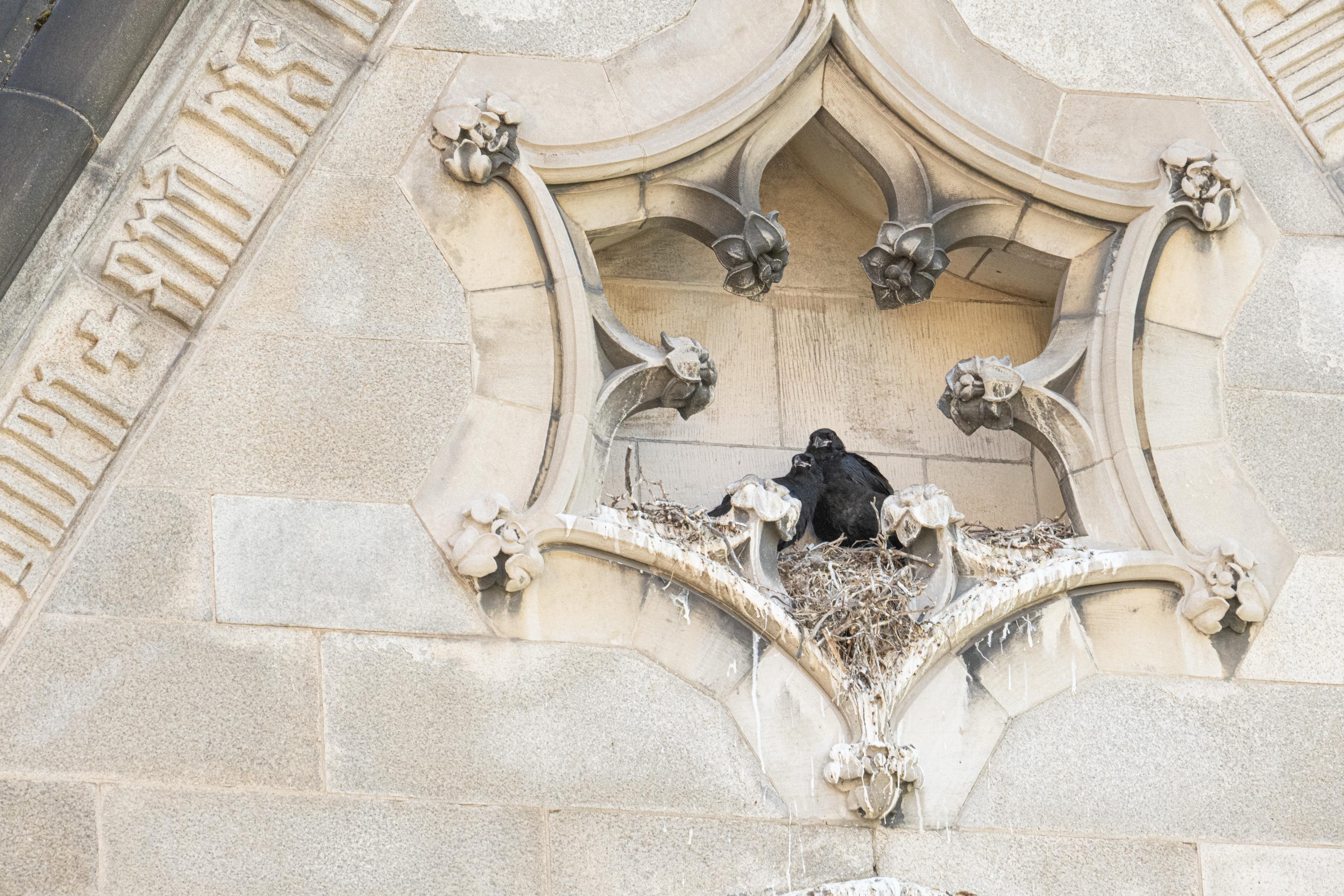 The two ravens appear to be snuggling with each other.