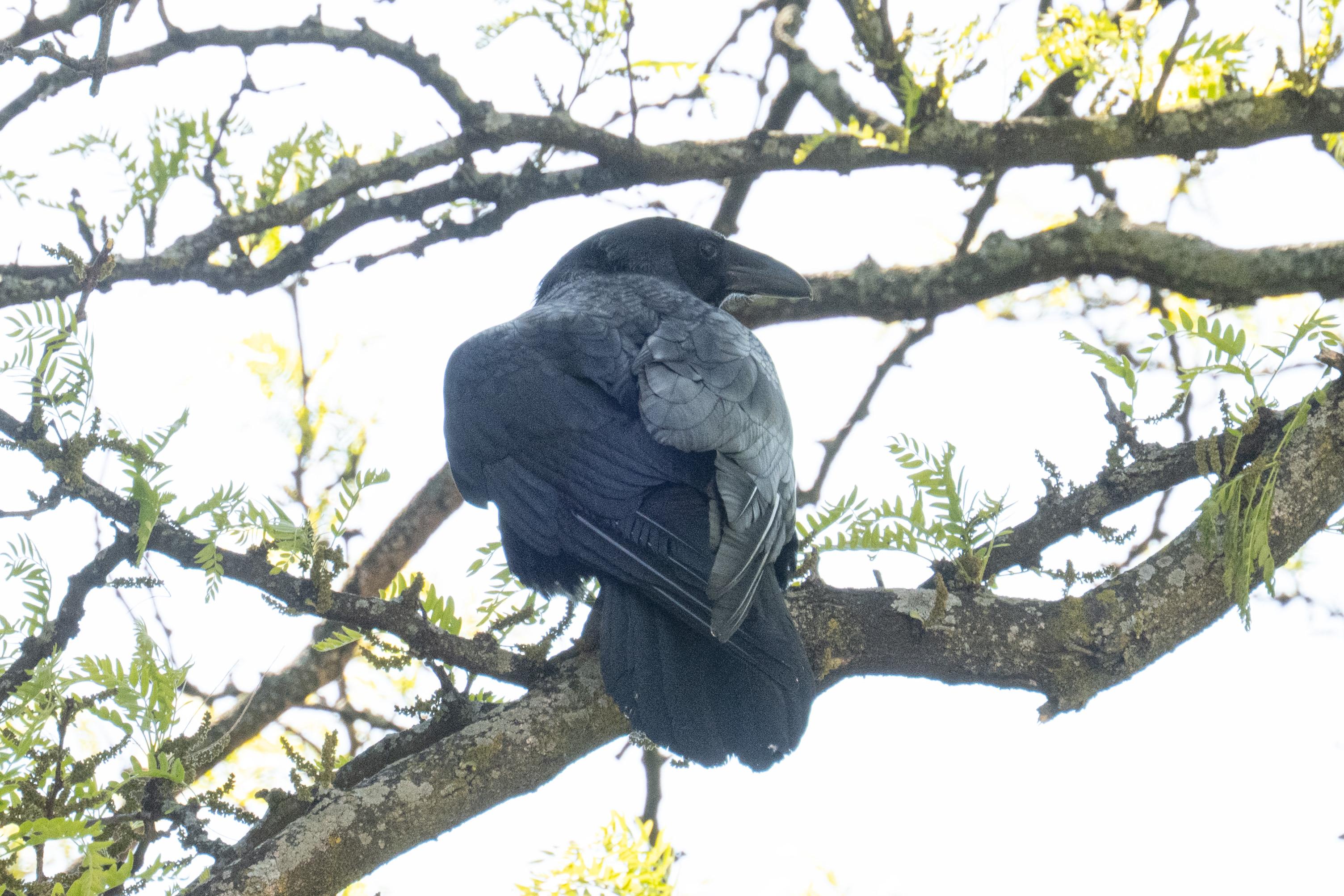 A raven in a tree with its back towards us and with its head turned to the right.