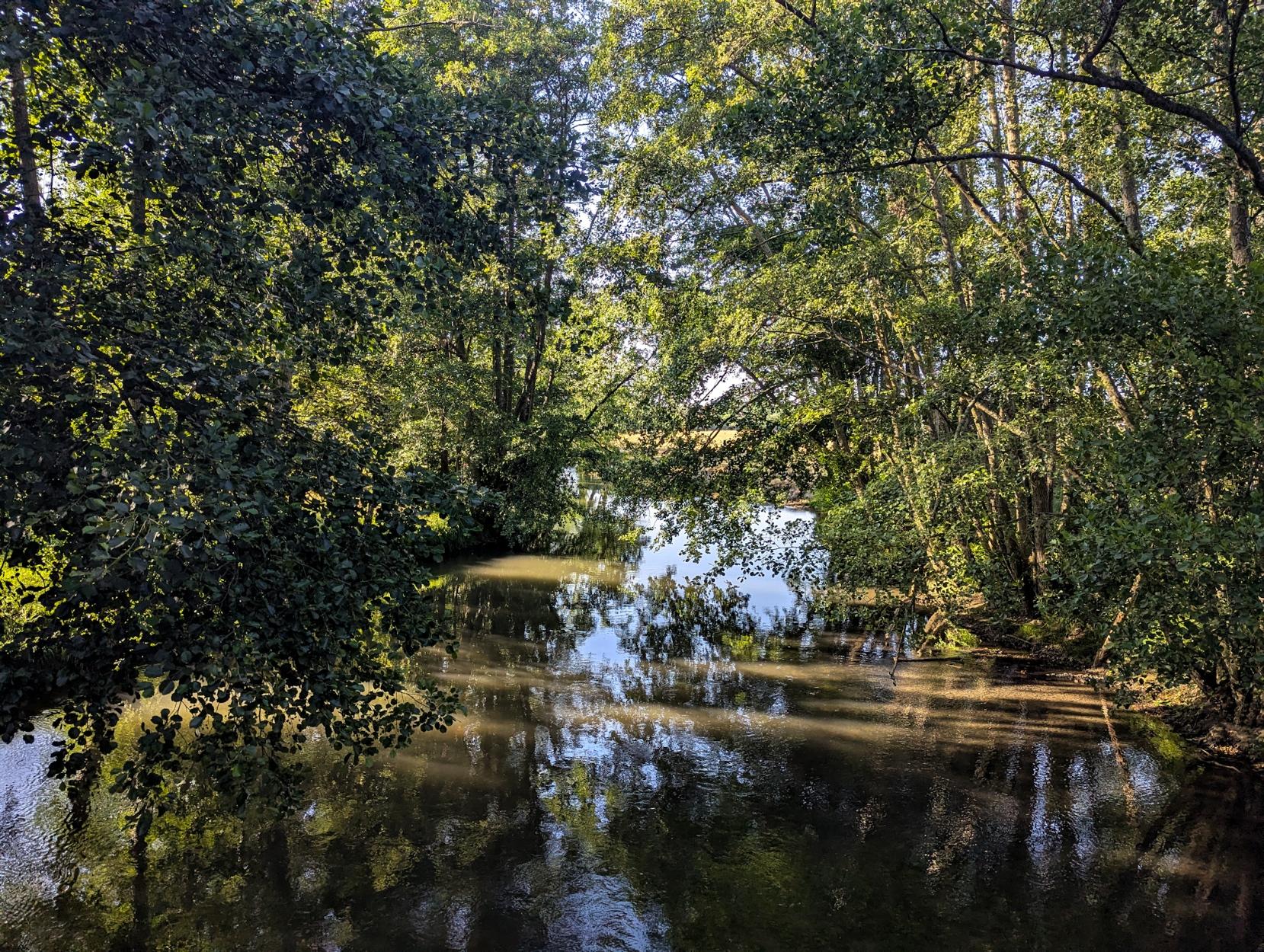 A quietly flowing small river under trees
