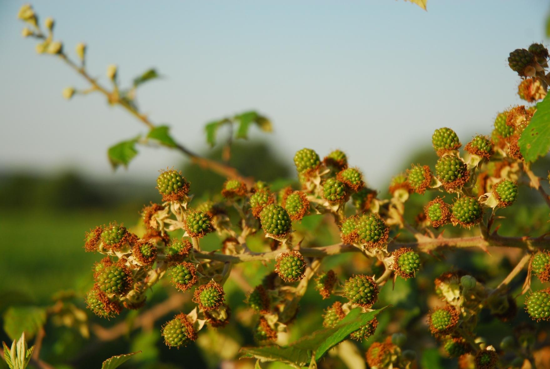 Wild berries in the soft morning light