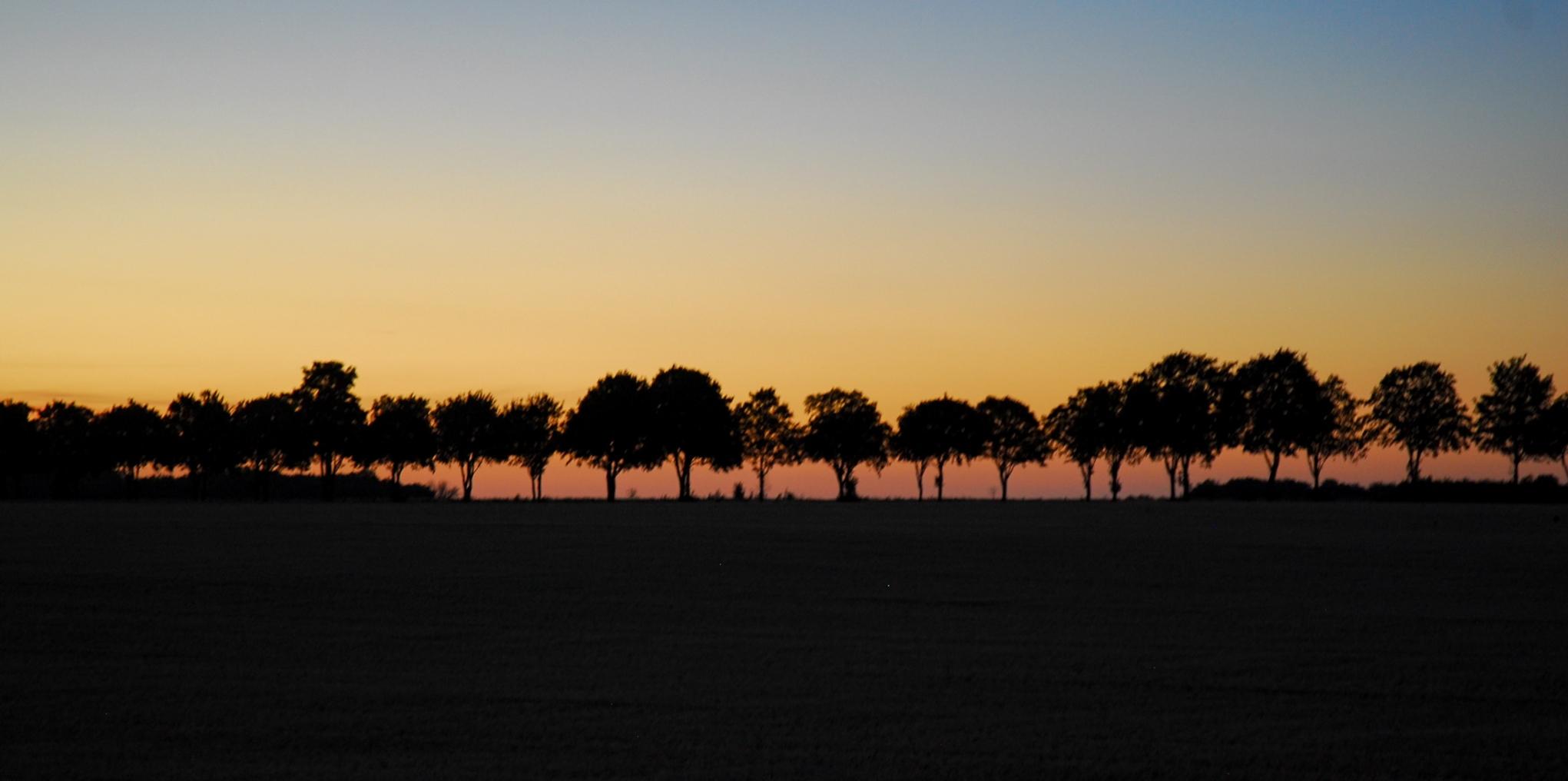 Silhouettes of trees against the first colours of a new day, long before sunrise