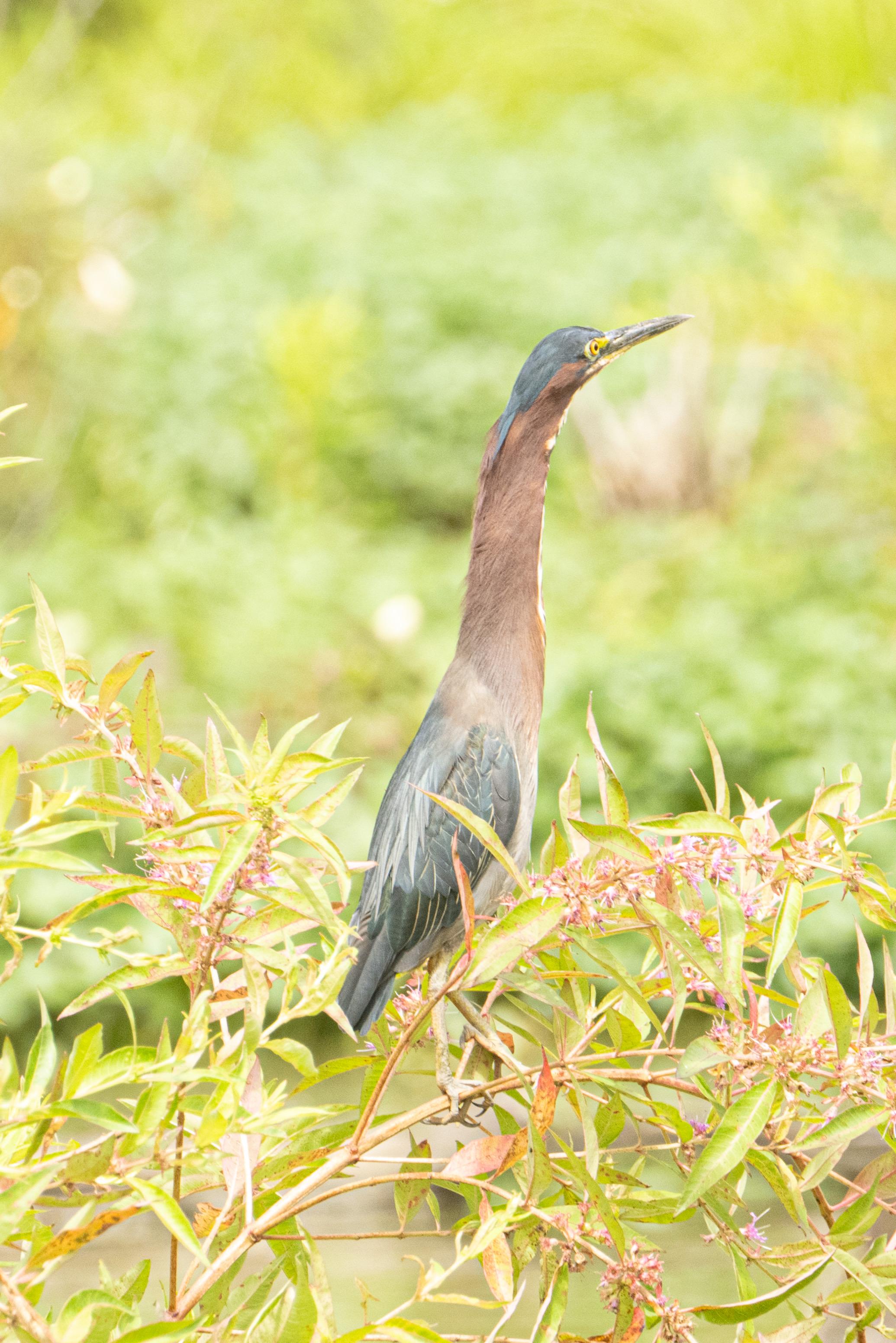 The heron is standing on top of a bush with its neck outstretched.