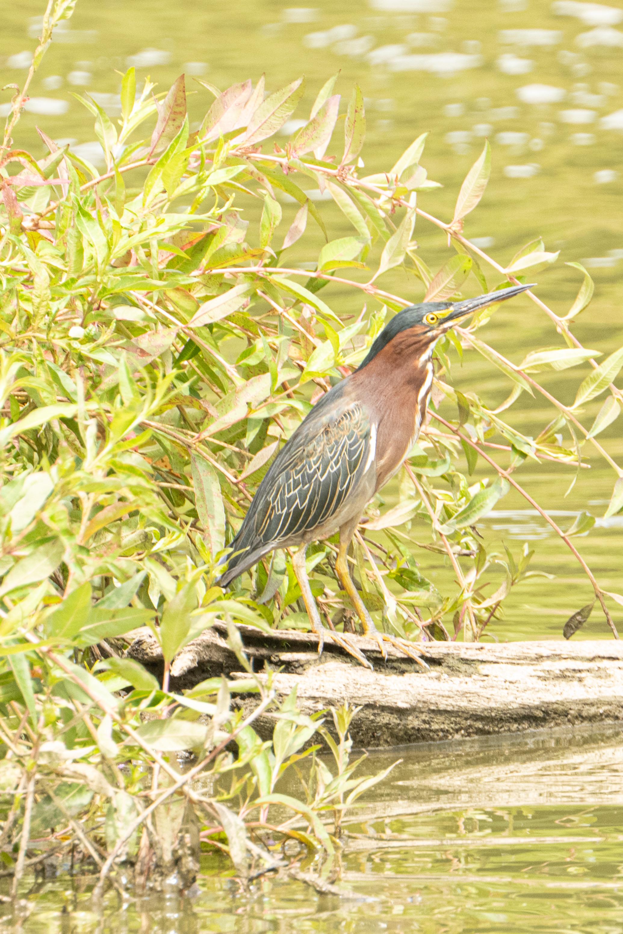 The heron is standing on a log at water level, amidst some plants.