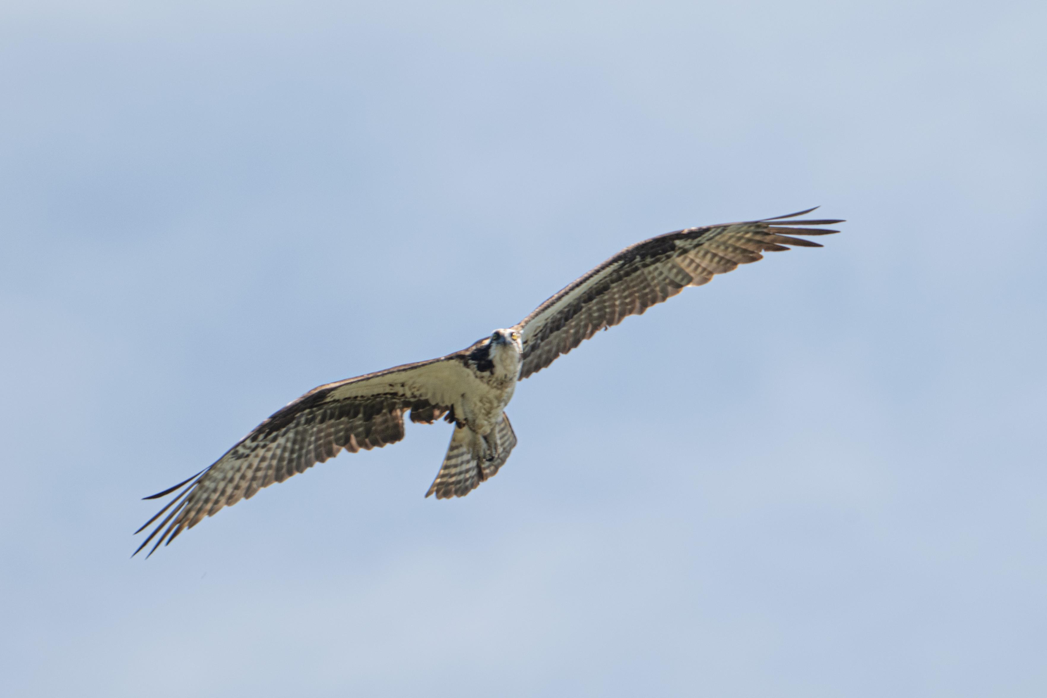 An osprey, soaring in a pretty clear blue sky.