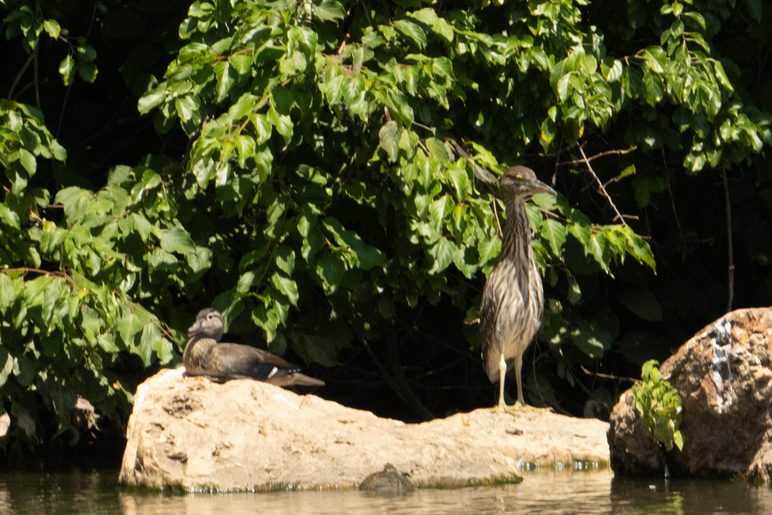 The duck and the heron are perched at opposite ends of a rock in the water, with bushes behind them.