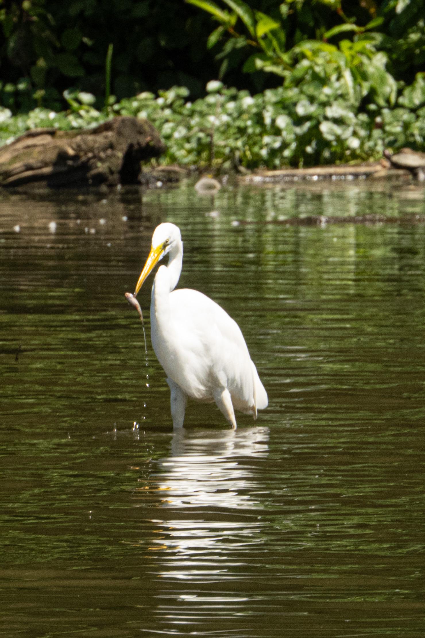 The egret's legs are fully in the water, with its body just barely out. There's a small fish in the tip of its beak. In the background are some shrubs.