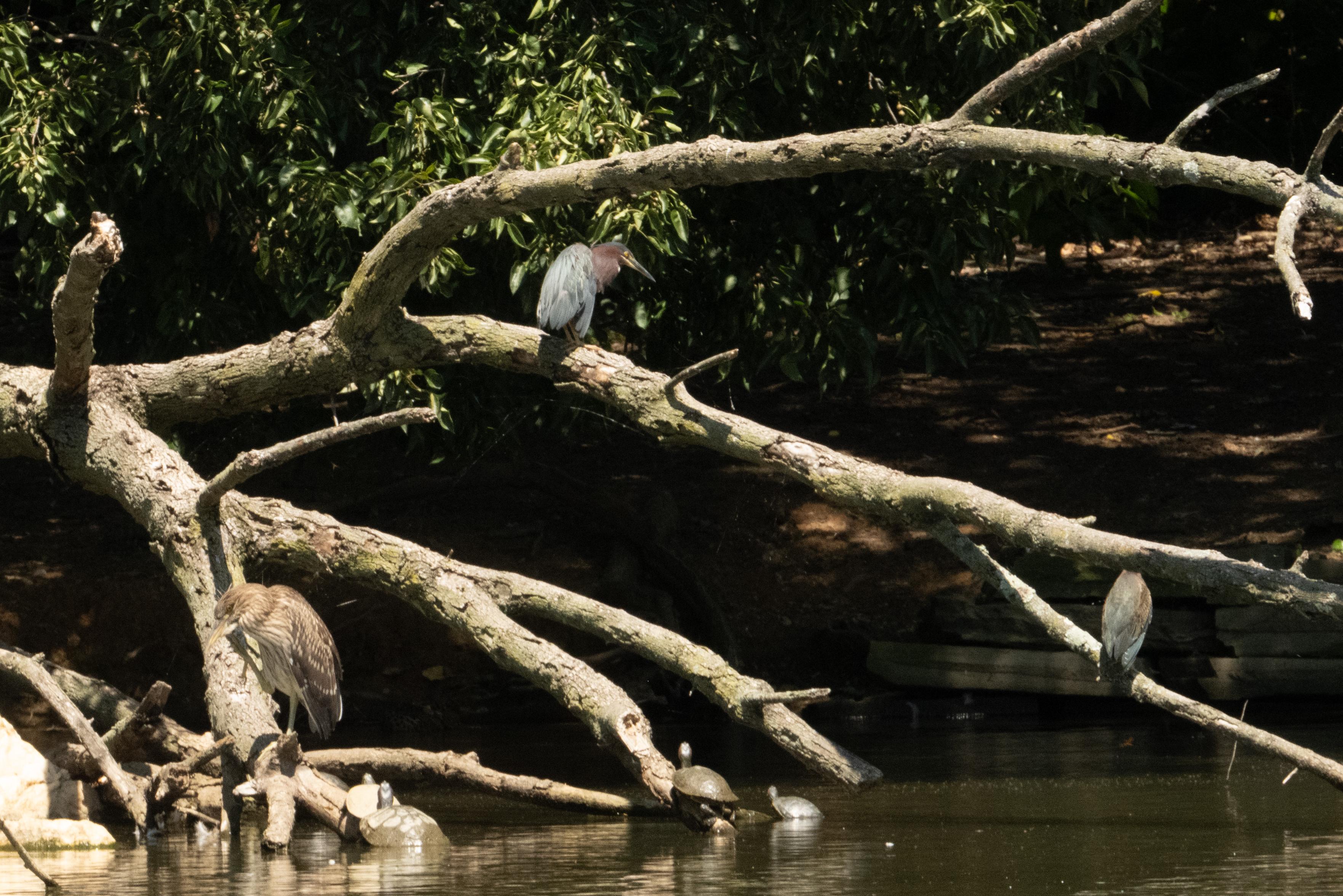 A fallen dead tree in the water. On the left is the black-crowned night heron, facing left. In the center, high, a green heron is facing right towards the water. A second green heron is on a branch depending from that one, with its back towards me. There are bushes in the background.