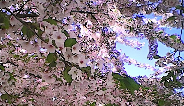 Looking up towards overheard flower blossom. A blue sky is shining through.