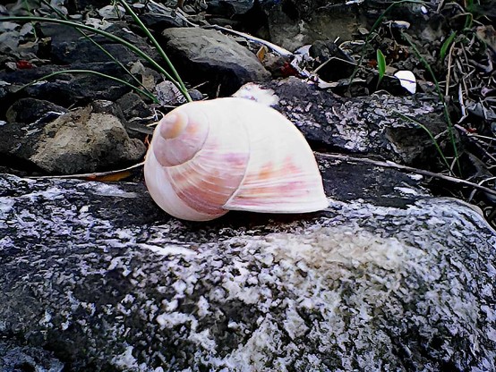 Close up of a snail shell on granite rock