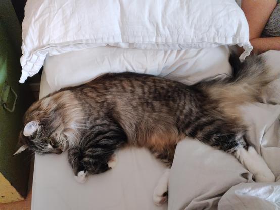 A cat lying in bed next to white pillows. In the corner of the picture you can see a person's arm sitting next to the cat.
