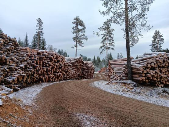 Piles and piles of logs, with a light snow covering. In the distance are two small figures, dressed in red. 