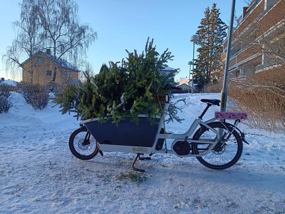 A Christmas tree strapped to a cargo bike. Snow on the ground. 