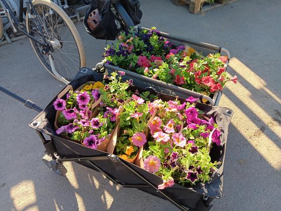 A hand pulled wagon and a bike trailer both full of flowers. 