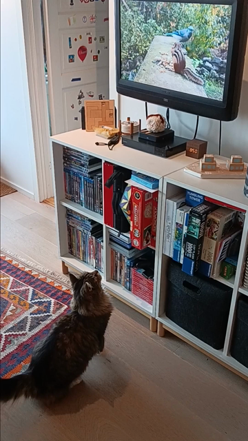 A cat staring at a TV screen with a bird and a chipmunk. The cat is waving his tail and is ready to pounce. 