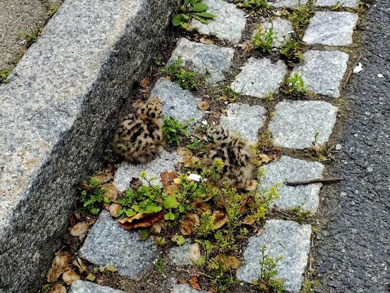 Two mottled baby chicks on the ground in a dry gutter, with leaves around making it hard to pick them out. 