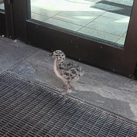 A baby seagull with brown fluffiness and black markings in front of a door. 