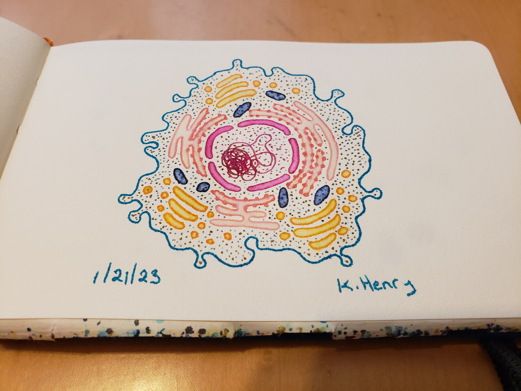 colorful, hand drawn, drawing of a cell with different color for different organelles.