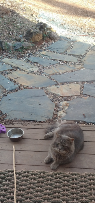 Randy, a cat