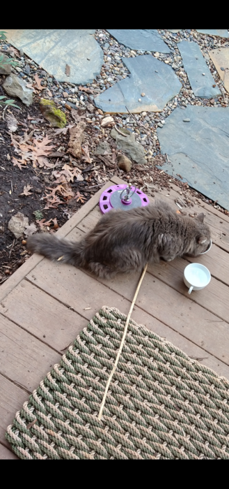 Randy, a cat